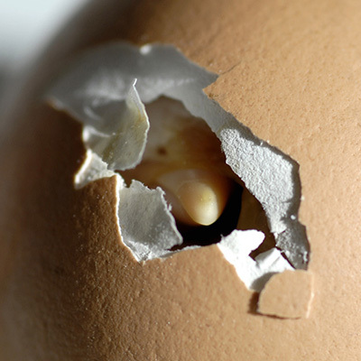 Egg hatching 400x400